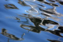 Speed Boat Reflection