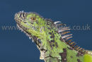Green Iguana