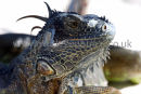 Green Iguana