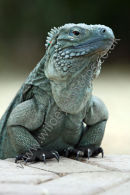 Blue Iguana
