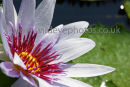 Waterlilly
