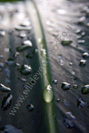 Droplets