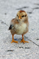 Chick