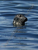 Grey Seal