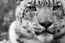 Snow Leopard