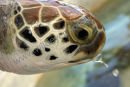 Sea Turtle
