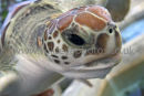 Sea Turtle
