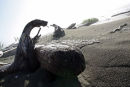 Vancouver Island Beach