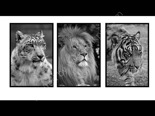 Big Cat Montage