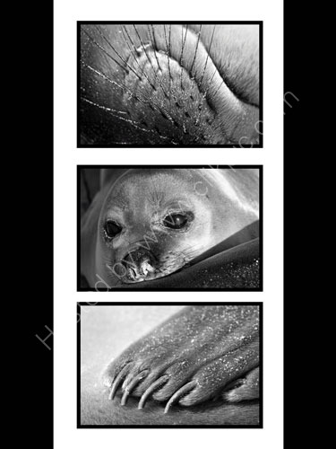 Seal Pup Montage