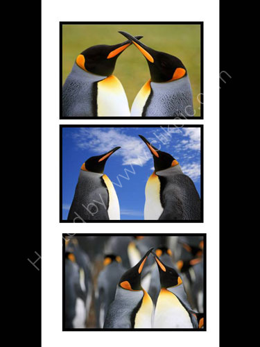 King Penguins