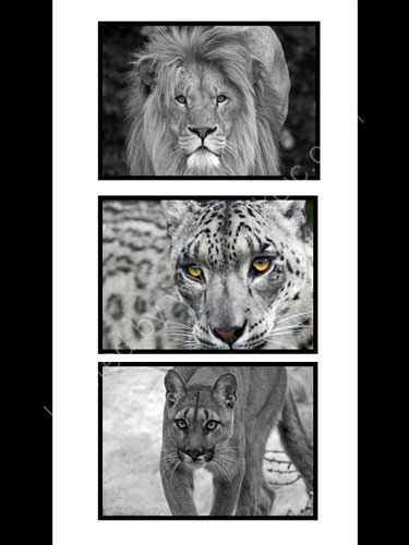 Big Cats