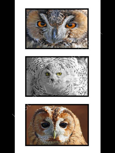 Owl Montage