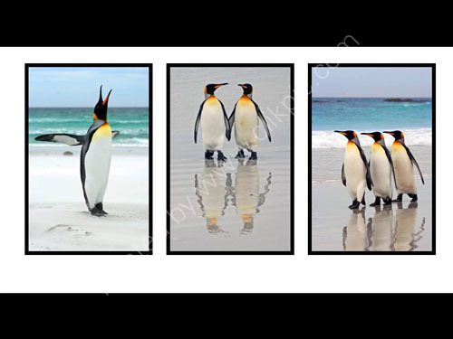 Penguin 1,2,3