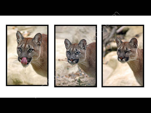 Puma Montage