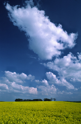 Fields of Yellow