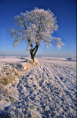 Lonely tree on High Hunsley