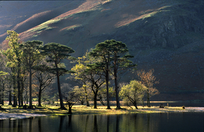 Buttermere Pines