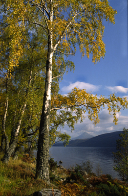Autumn comes to Loch Rannoch