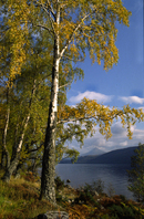 Autumn comes to Loch Rannoch