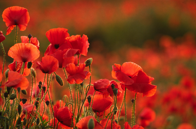 Simply Red