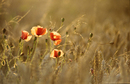Heralds of the Harvest