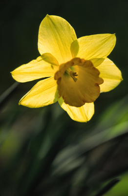 Single Daffodil