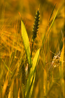Single Barley