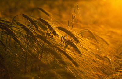 Sunset Barley