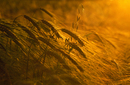 Sunset Barley
