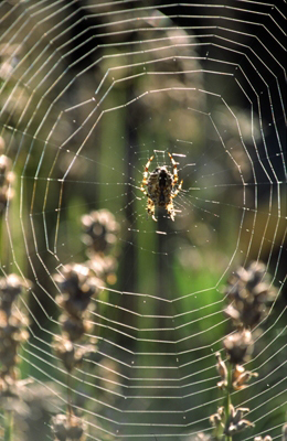 Lavender Web