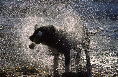 Playing Fetch in the Water