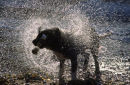 Playing Fetch in the Water