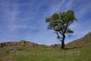 Hawthorn Tree