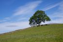 Lone Oak tree