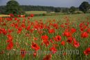 Poppy Field