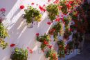 Geraniums