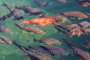 Koi carp