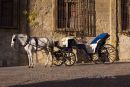 Horse and carriage