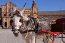 Donkey