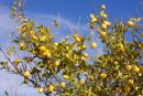 Lemon tree