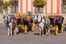 Horses and carriages