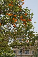 Orange Tree
