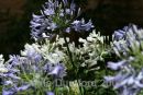 Agapanthus