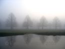 Trees in Mist