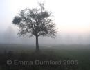 Winter Mist