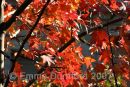 Autumn leaves