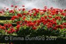 Geraniums