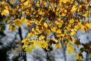 Autumn leaves