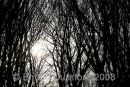Winter light